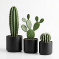 Set 3 Cactus Pots Noirs