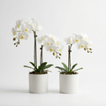 Duo Orchidées Pots Blancs